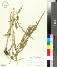 Amaranthus tuberculatus image