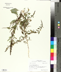 Amaranthus tuberculatus image