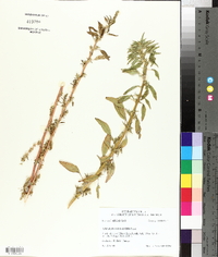 Amaranthus tuberculatus image