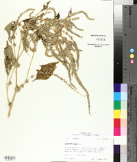 Amaranthus tuberculatus image