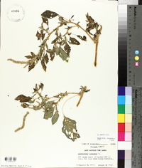 Amaranthus spinosus image