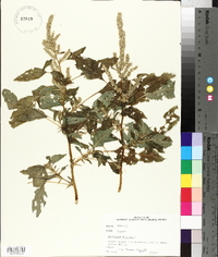 Amaranthus spinosus image