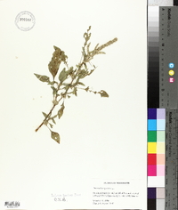 Amaranthus spinosus image