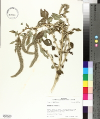 Amaranthus spinosus image