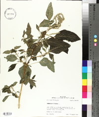 Amaranthus spinosus image