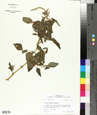 Amaranthus spinosus image