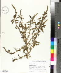 Amaranthus spinosus image