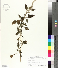 Amaranthus spinosus image