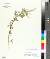 Amaranthus spinosus image