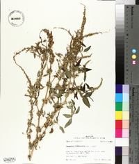 Amaranthus tuberculatus image