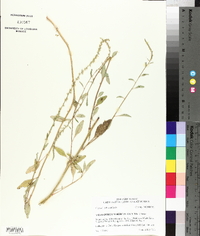 Amaranthus tuberculatus image