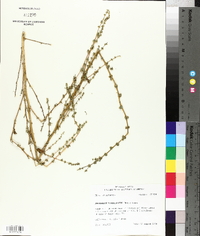 Amaranthus tuberculatus image