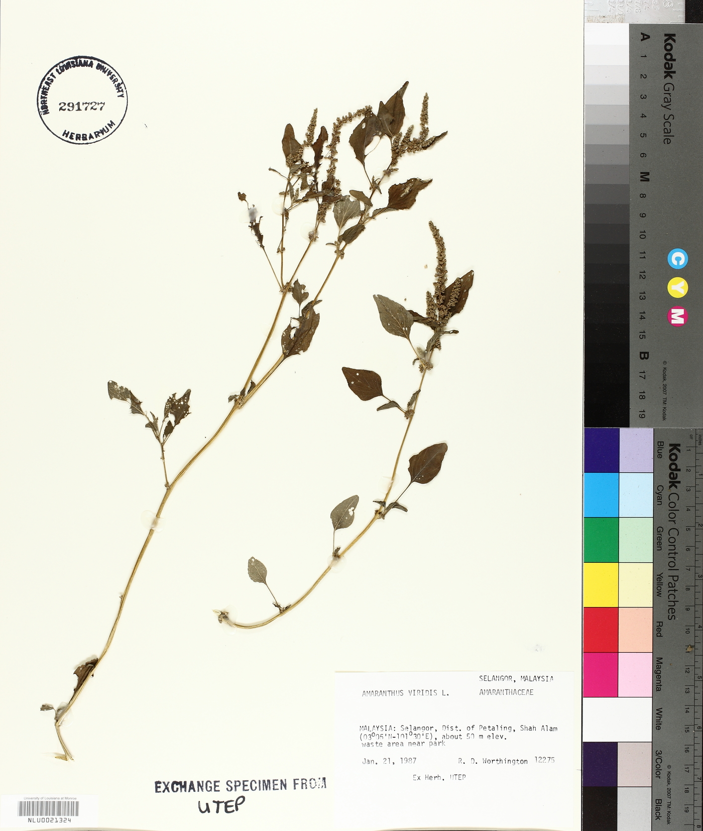 Amaranthus viridis image