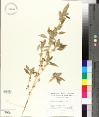 Amaranthus blitum var. blitum image