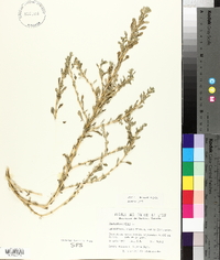 Amaranthus albus image