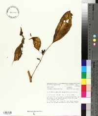 Deeringia polysperma image