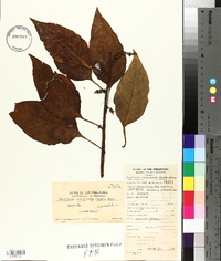 Deeringia polysperma image