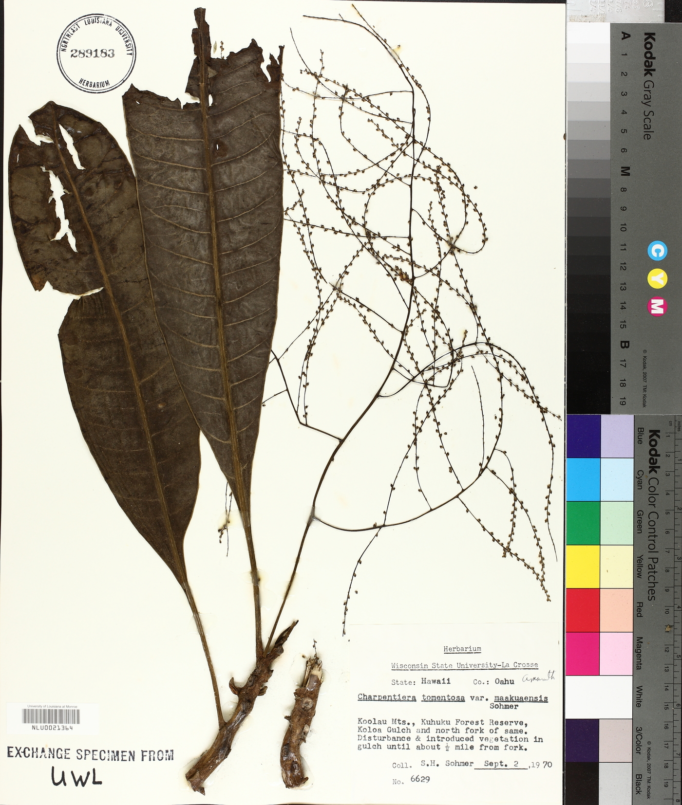 Charpentiera tomentosa image