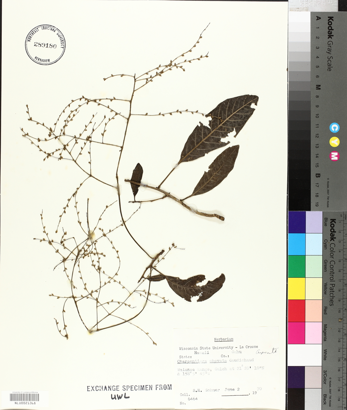 Charpentiera obovata image