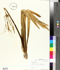 Hymenocallis liriosme image