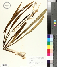 Hymenocallis liriosme image