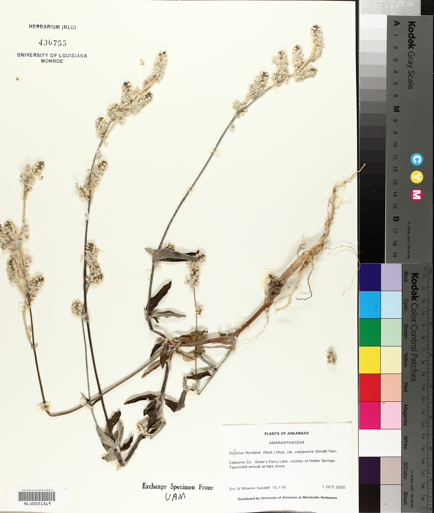 Froelichia floridana var. campestris image