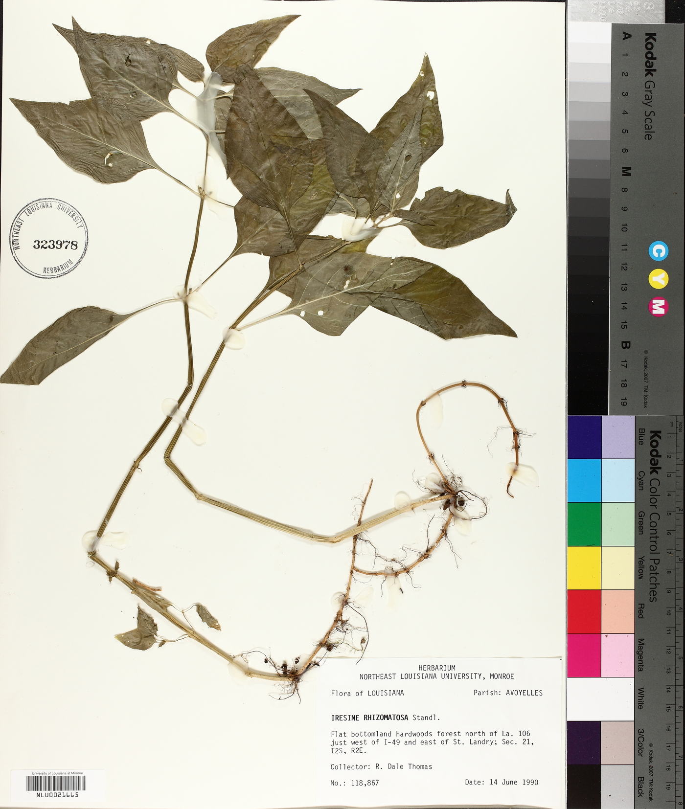 Iresine rhizomatosa image