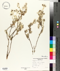 Ptilotus obovatus image