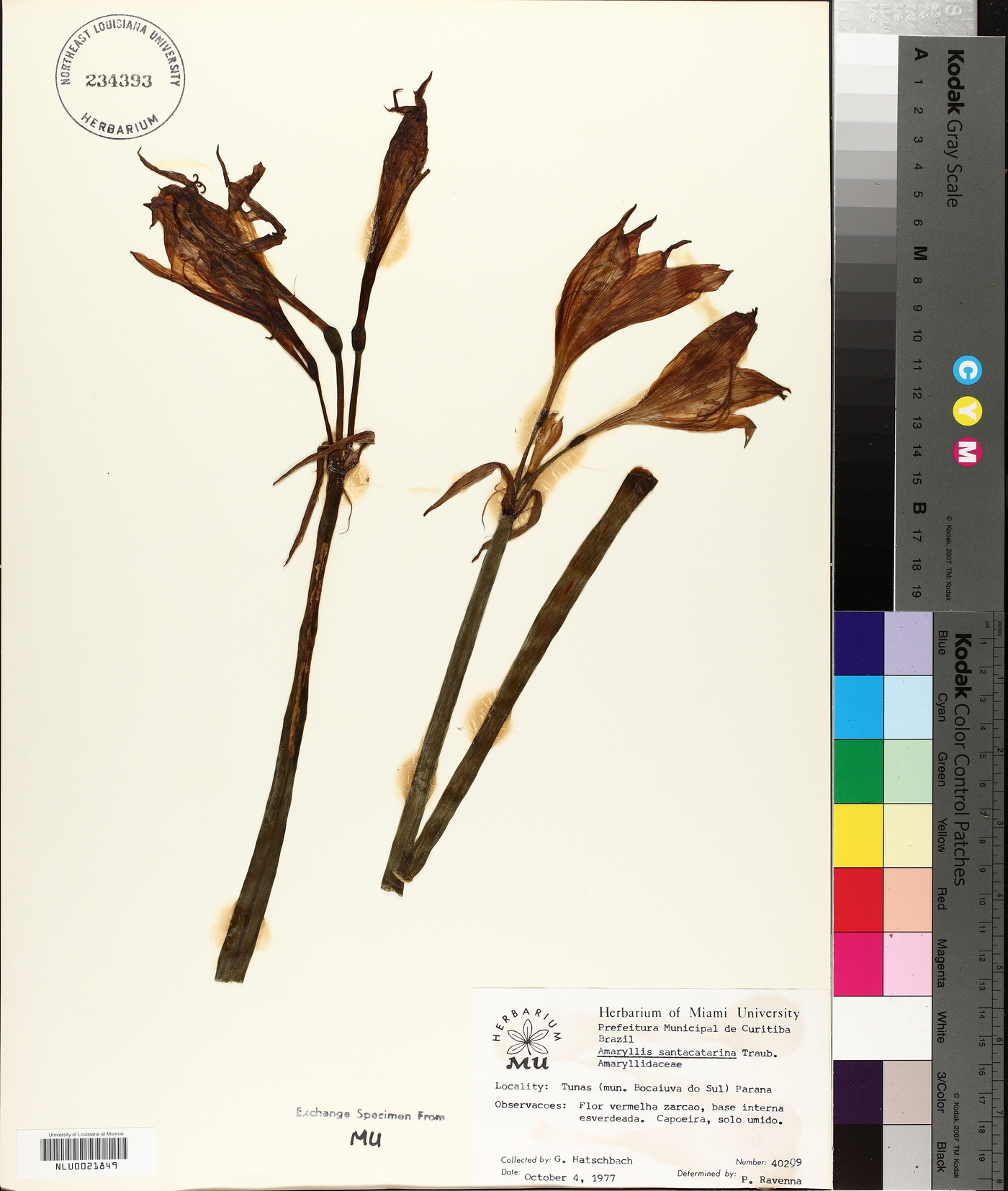 Hippeastrum santacatarina image