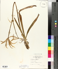 Crinum americanum image