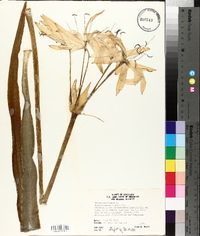 Crinum americanum image