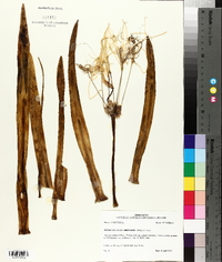 Hymenocallis liriosme image