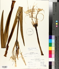 Hymenocallis liriosme image