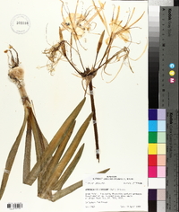 Hymenocallis liriosme image