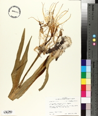 Hymenocallis liriosme image