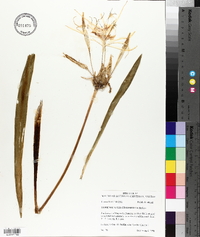 Hymenocallis crassifolia image