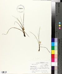 Hypoxis sessilis image