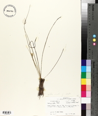 Hypoxis rigida image