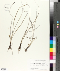 Hypoxis wrightii image