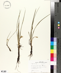 Hypoxis micrantha image