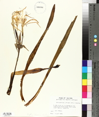 Hymenocallis liriosme image