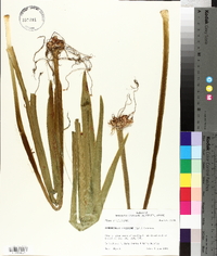 Hymenocallis liriosme image