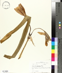 Hymenocallis americana image