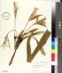 Hymenocallis americana image