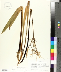 Hymenocallis liriosme image