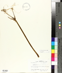 Hymenocallis liriosme image