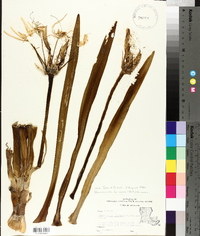 Hymenocallis liriosme image