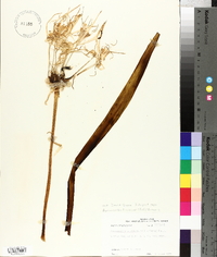 Hymenocallis liriosme image