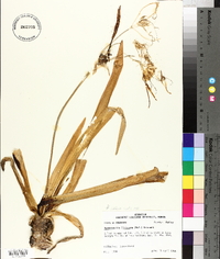 Hymenocallis liriosme image