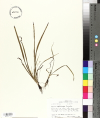 Hypoxis curtissii image